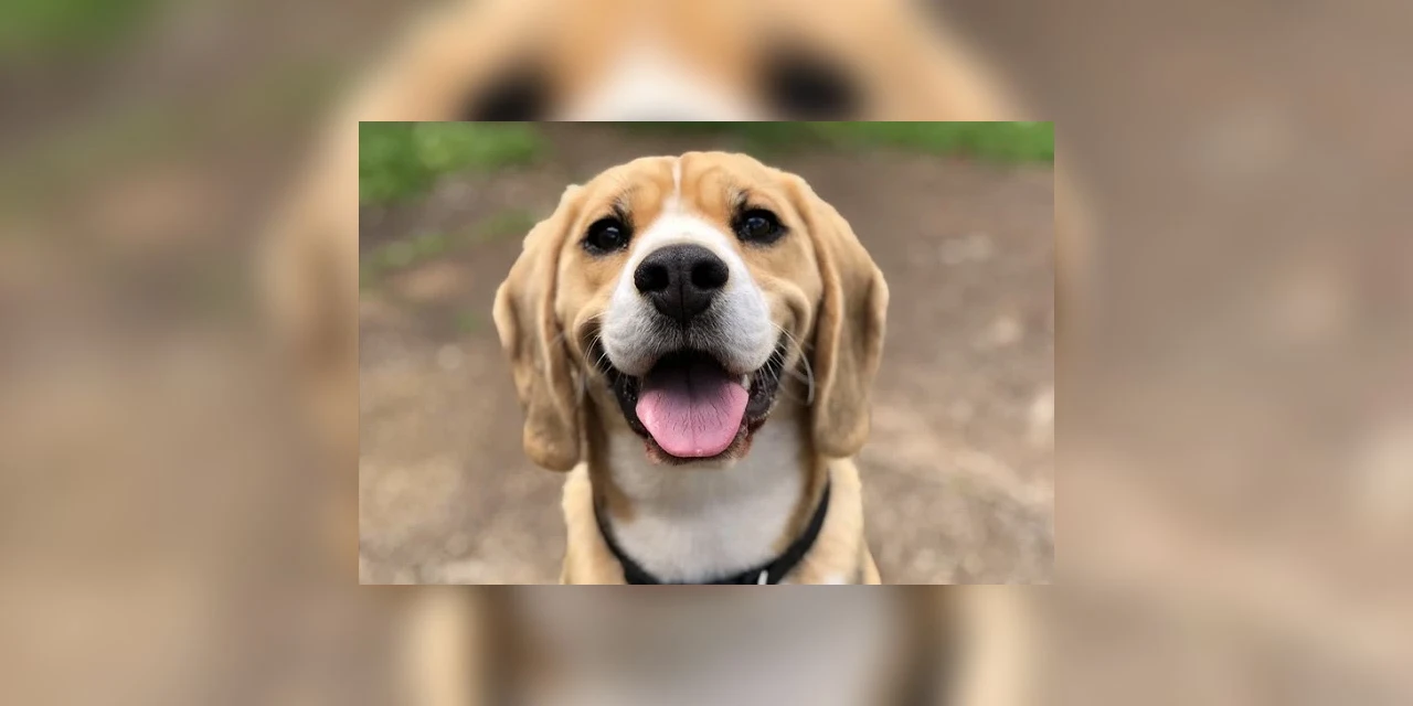 Grupo Fauna realiza evento de adoção online em Ponta Grossa neste sábado (08)