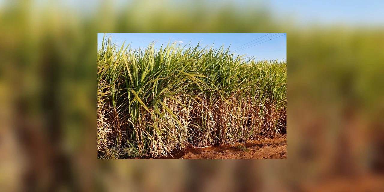 Queimada de cana-de-açúcar está suspensa por 30 dias em todo o Paraná