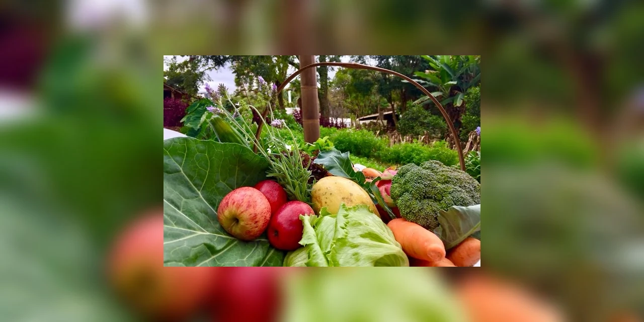 Busca por orgânicos no Paraná cresce durante a pandemia
