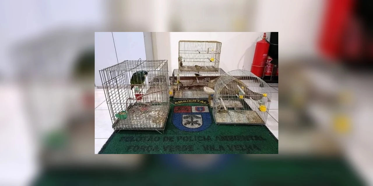 Aves silvestres são apreendidas em cativeiro ilegal em Carambeí