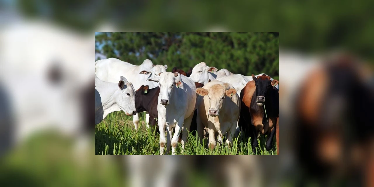 Paraná conquista reconhecimento de Área Livre de Aftosa sem Vacinação