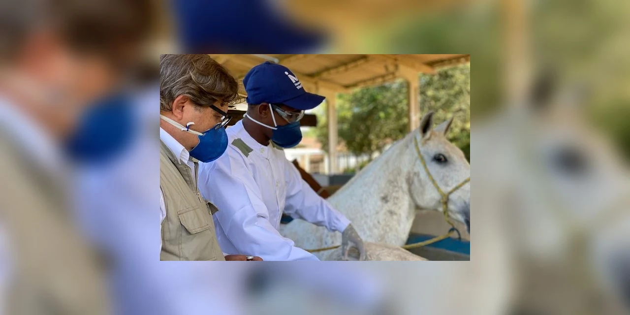 Soros produzidos por cavalos podem ser usados contra o coronavírus