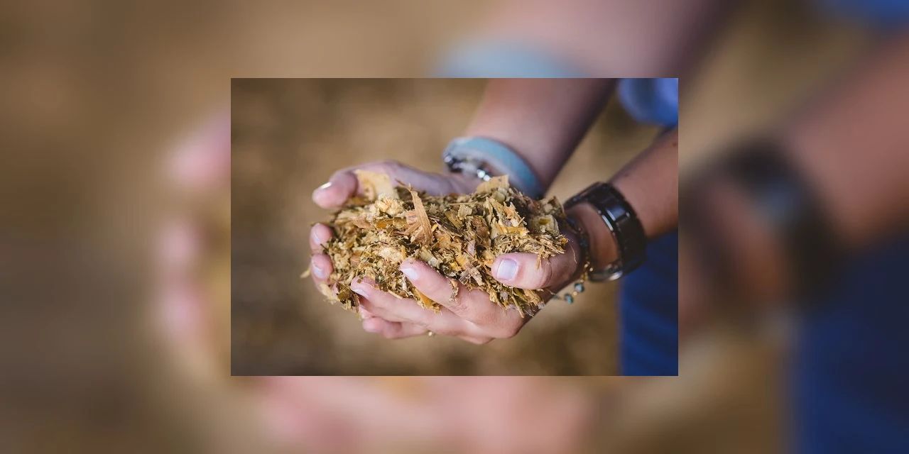 Maryon Carbonare: O que monitorar no momento da colheita da silagem de milho planta inteira?