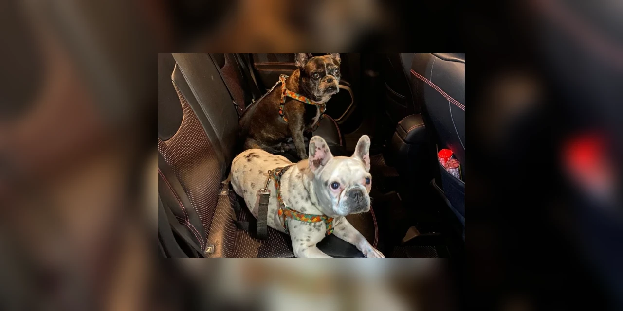 Detran orienta sobre forma correta de transportar animais de estimação