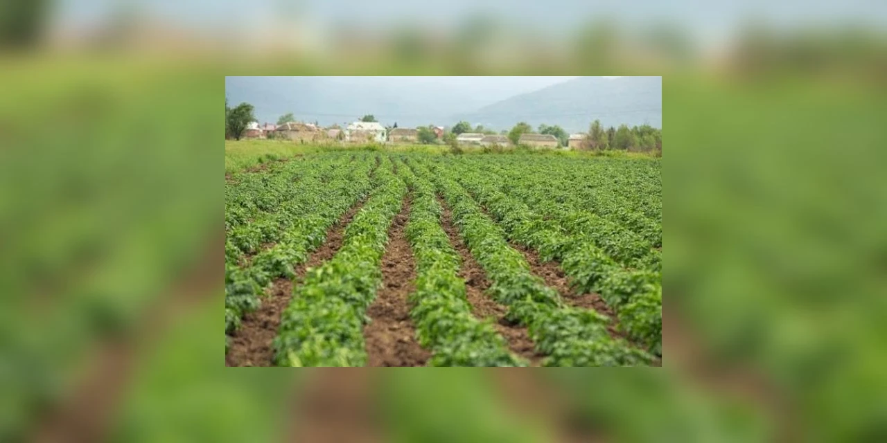 Geada é mais preocupante do que neve para a agricultura, afirma professora da UEPG