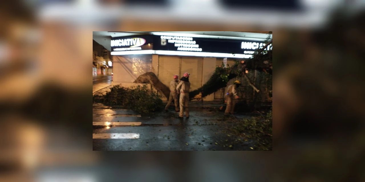 Vídeo: Caminhão derruba árvore histórica do Centro de PG