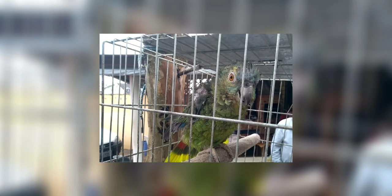 Em operação para combater o tráfico de aves, 391 animais são recuperados
