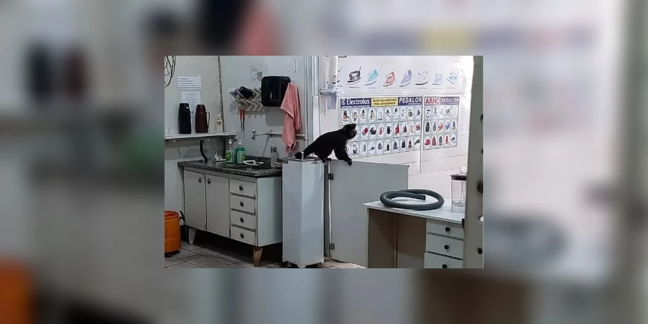 Vídeo: Macaco invade duas lojas e gera confusão em Londrina
