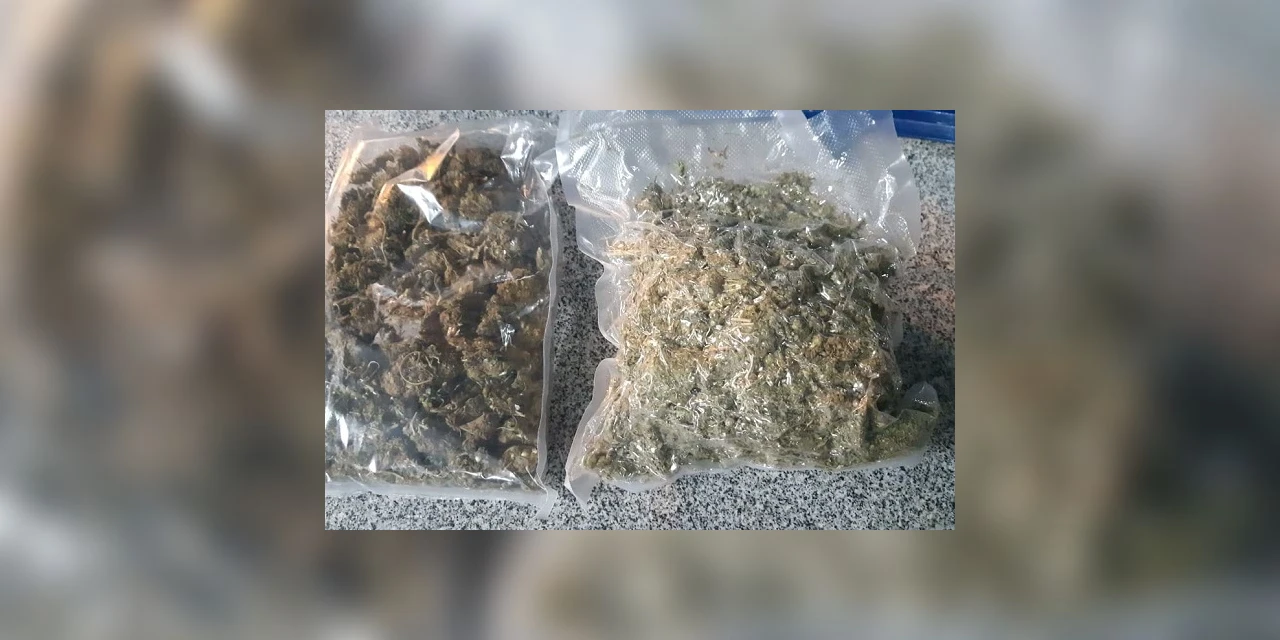 Versão mais potente da maconha, skunk é aprendido em Irati