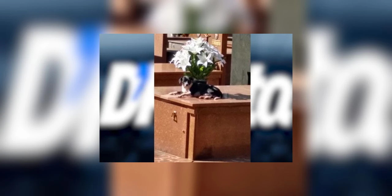 Cachorro está morando há oito meses no túmulo do dono em um cemitério no Paraná