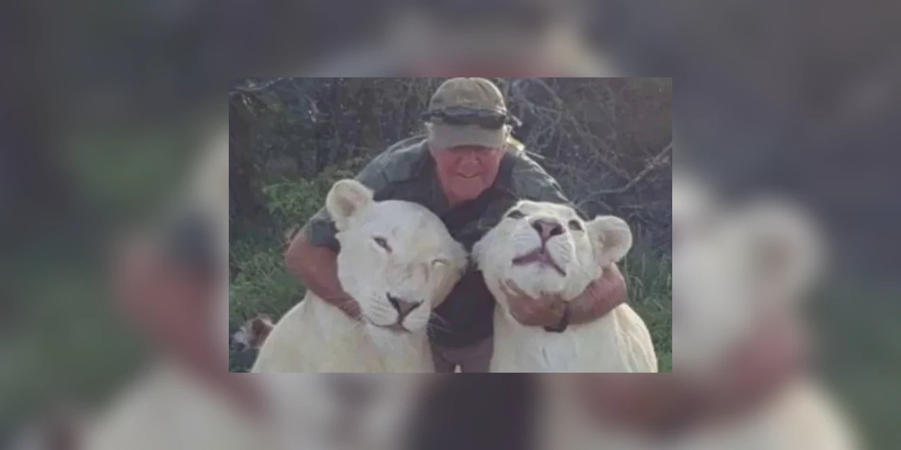 Tragédia: Homem é morto por leoas albinas das quais cuidava desde filhotes