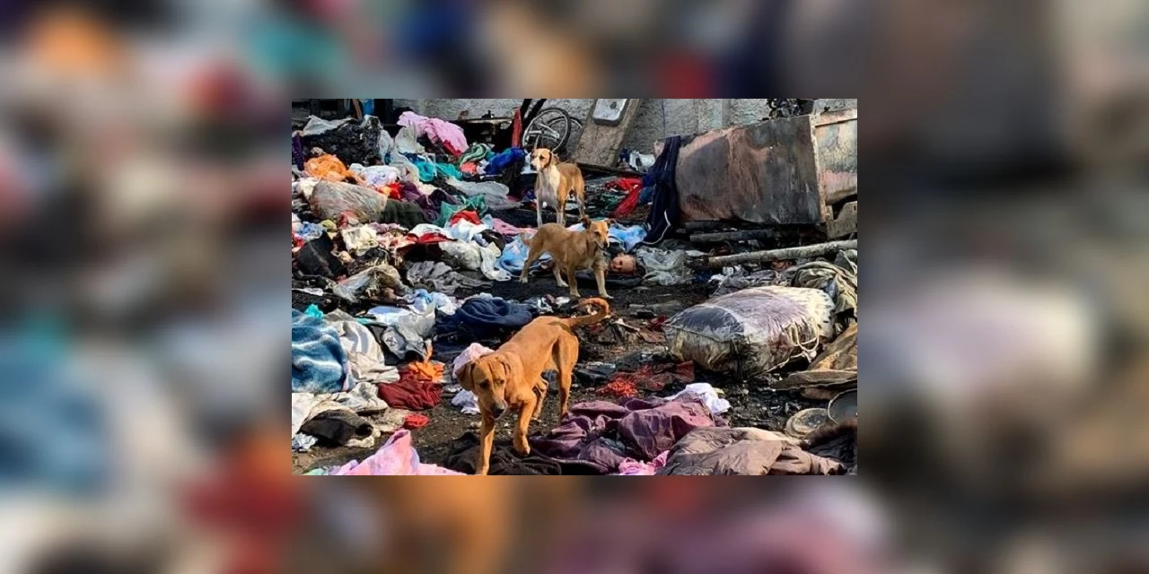 Em acerto de contas, idosa tem a casa incendiada e dez cachorros morrem queimados no PR