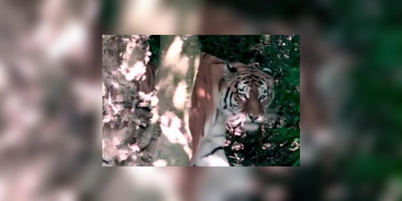 Criança de 10 anos morre após ser atacada por tigre durante passeio