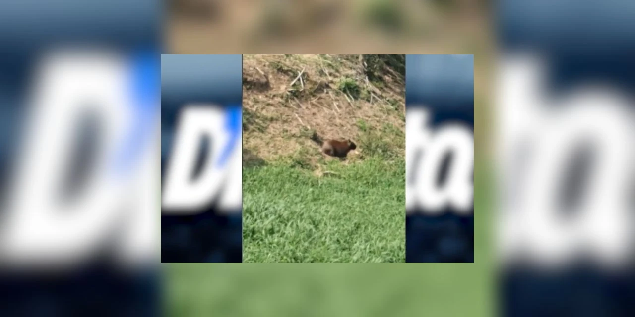 VÍDEO: Marcelo Rangel flagra capivara no Lago de Olarias em PG