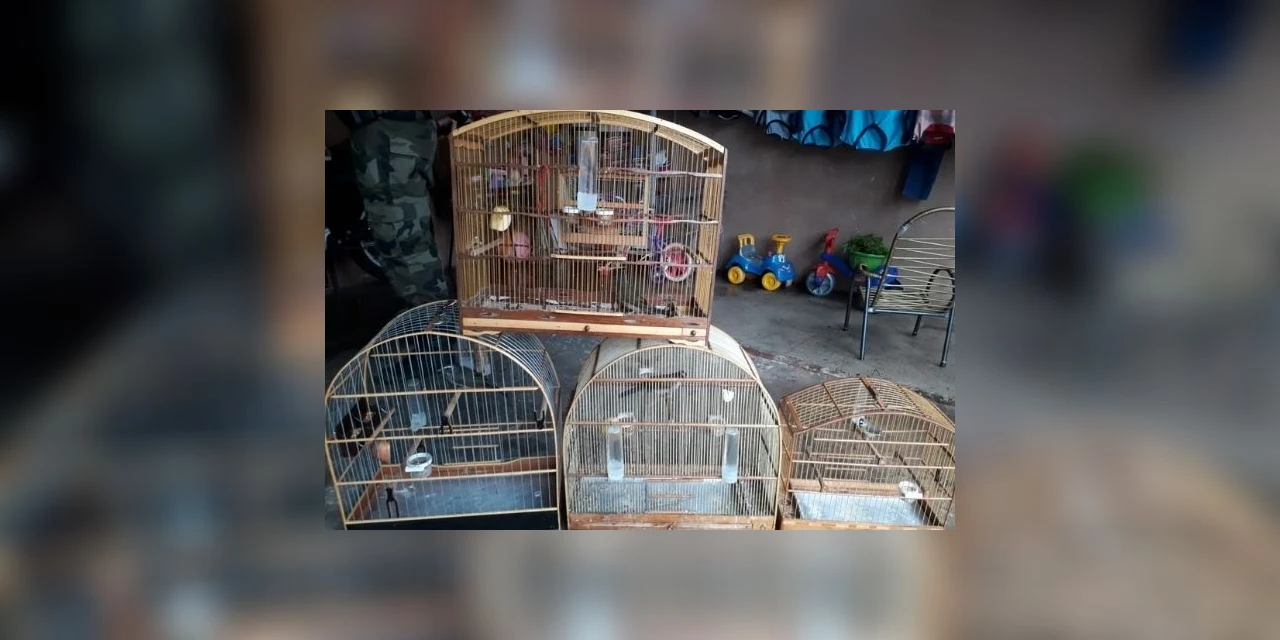 Polícia Ambiental do Paraná prendeu 231 pessoas e resgatou mais de 2 mil aves no primeiro semestre de 2020