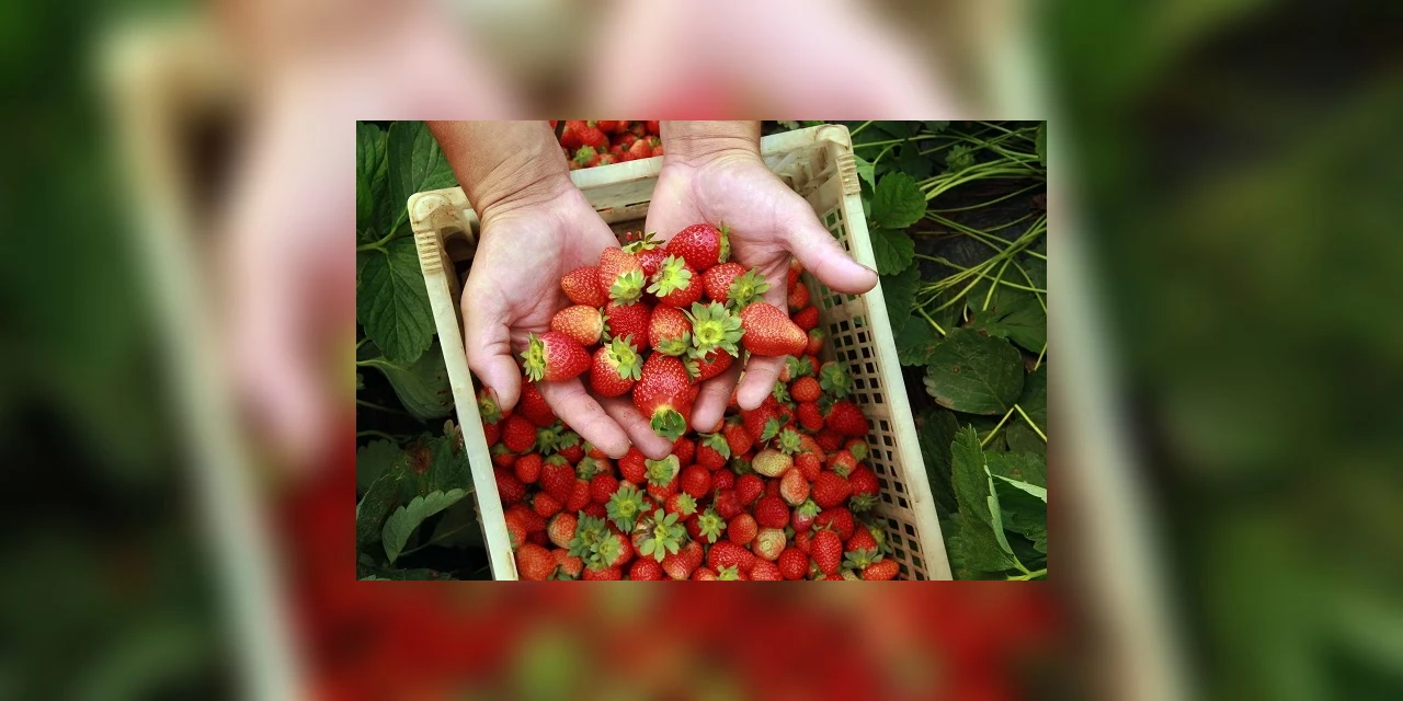 Paraná aumenta possibilidades de crédito para agricultura familiar do estado