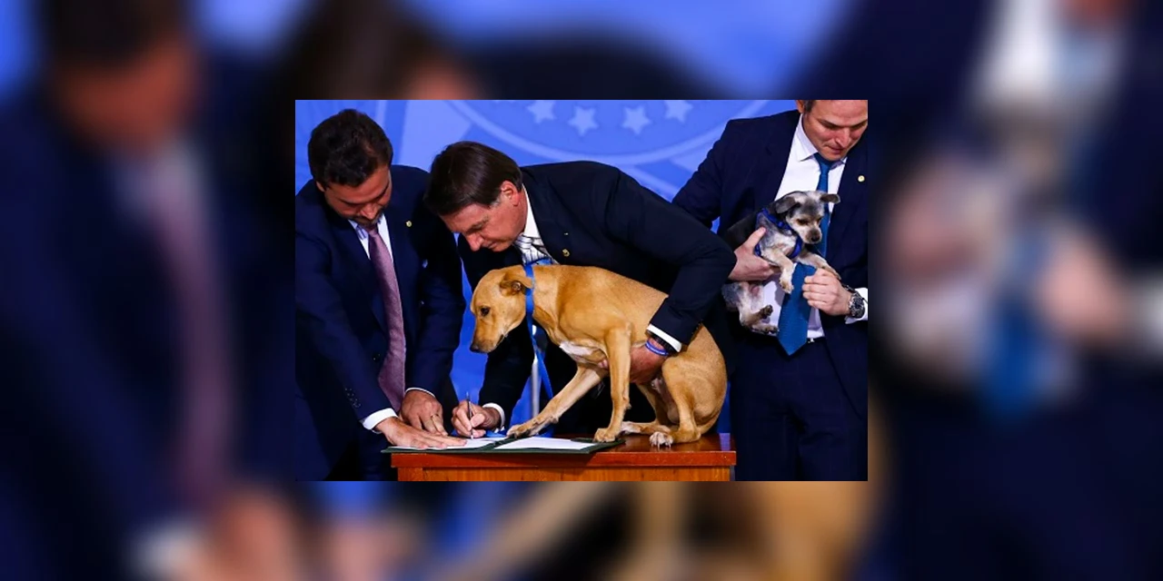 Lei aumenta pena para quem maltratar cães e gatos