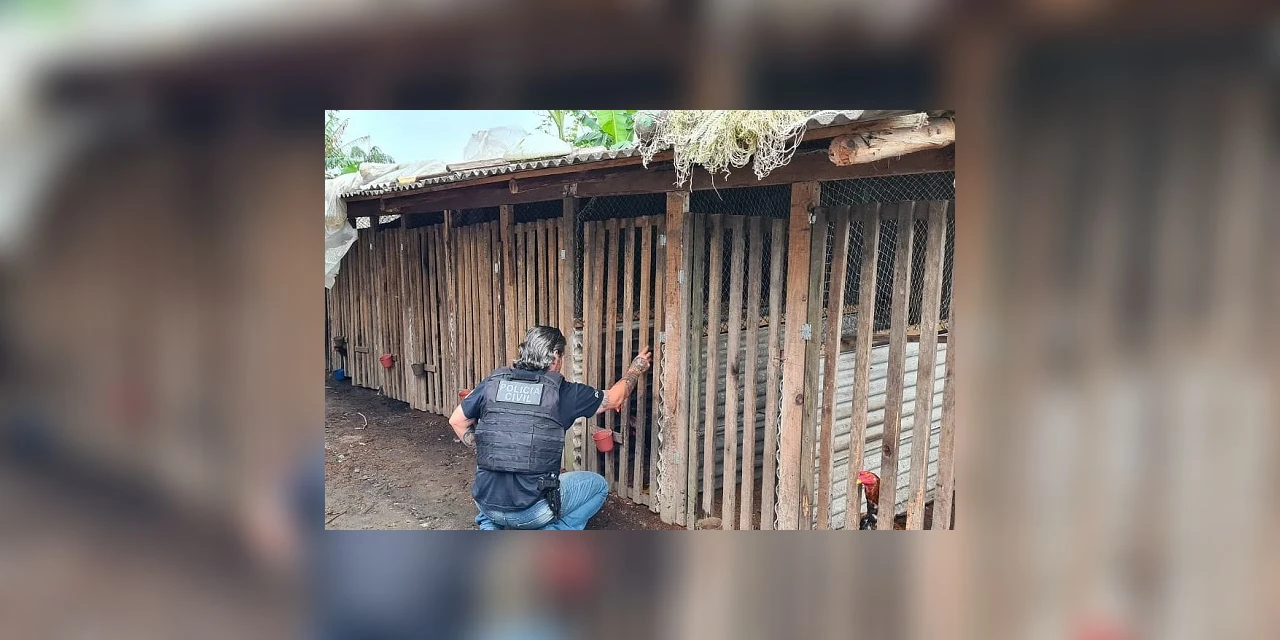 Polícia Civil apreende 69 animais usados em rinhas de galo em Piraí do Sul