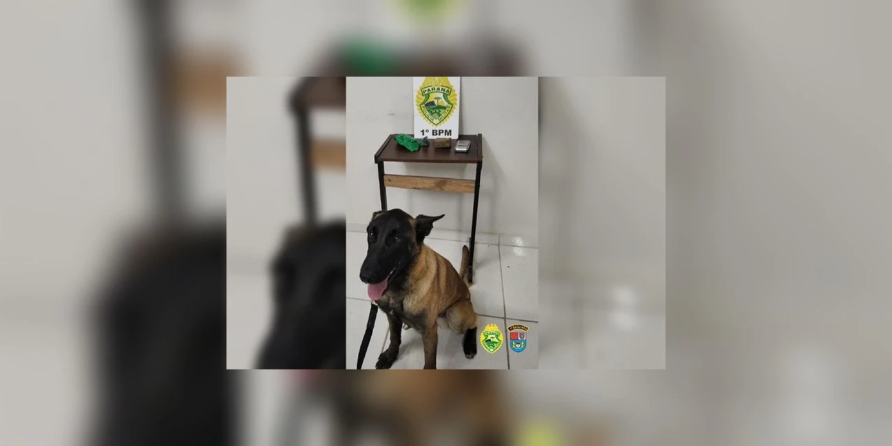 Com apoio do cão Bolt, Polícia Militar apreende drogas no bairro Neves em PG