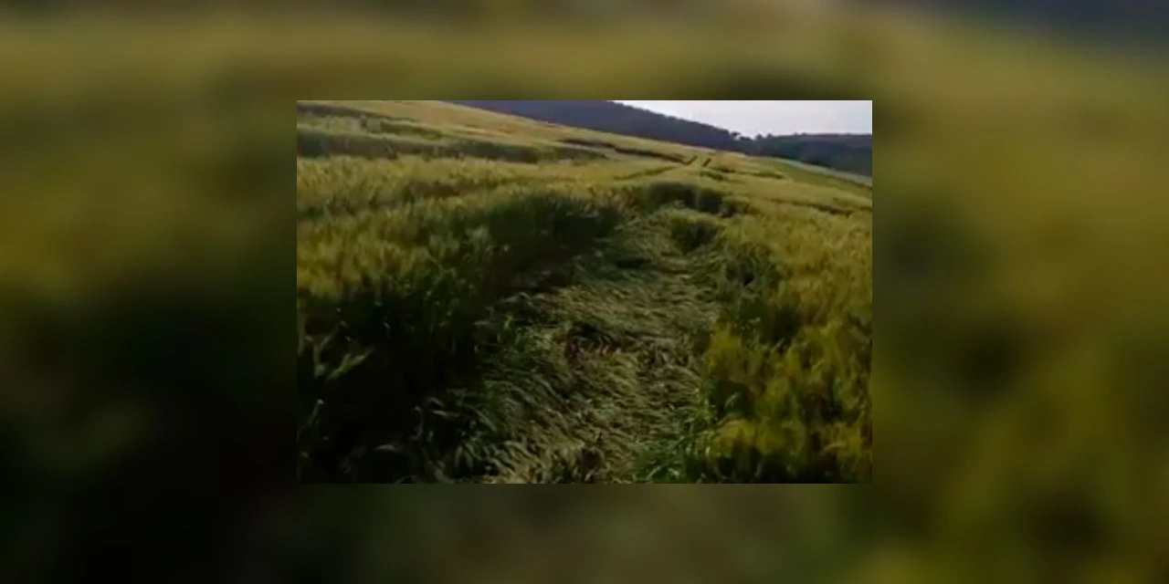 Vídeo: Agroglifos ou ação extraterrestre? Moradores de Palmeira registram fenômeno em plantação na cidade