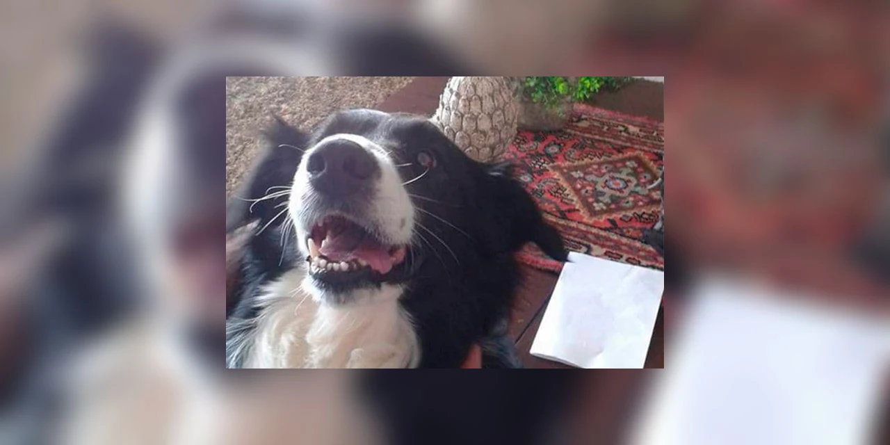 Mulher procura cachorro desaparecido em Ponta Grossa