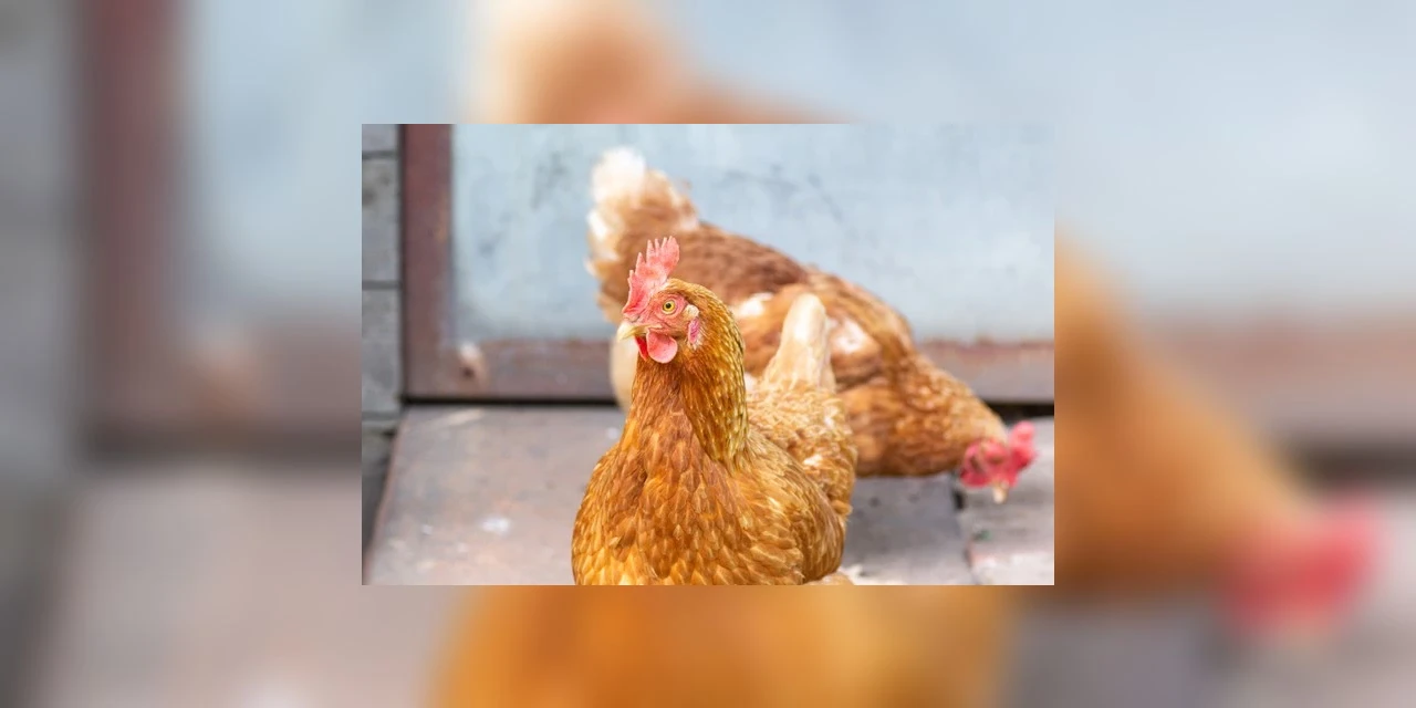 Artigo Agro & Negócio: Segredos para uma boa granja