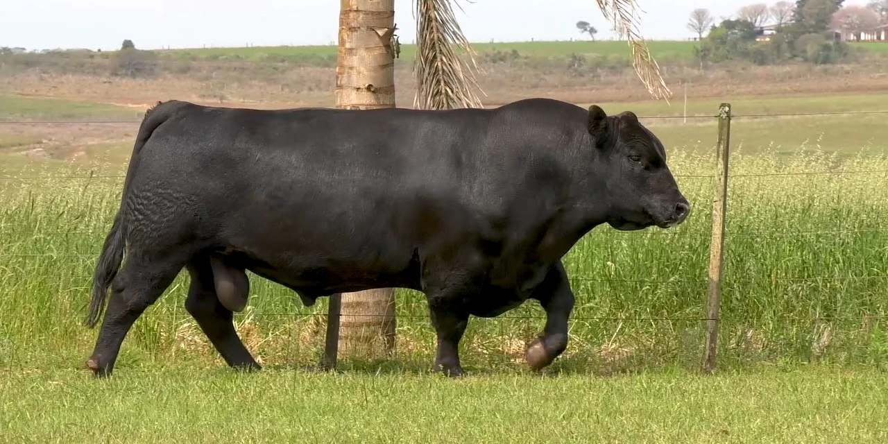 Agro&Negócio: Associação de criadores de Angus foca em avanço genético do rebanho