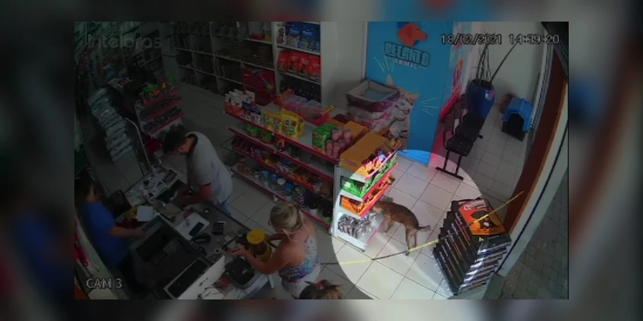 Vídeo: Cão 'furta' petiscos em pet shop no interior do Paraná