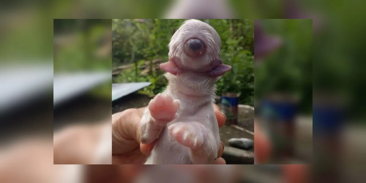 Fotos: Cachorro nasce com um olho, sem focinho e com duas línguas nas Filipinas