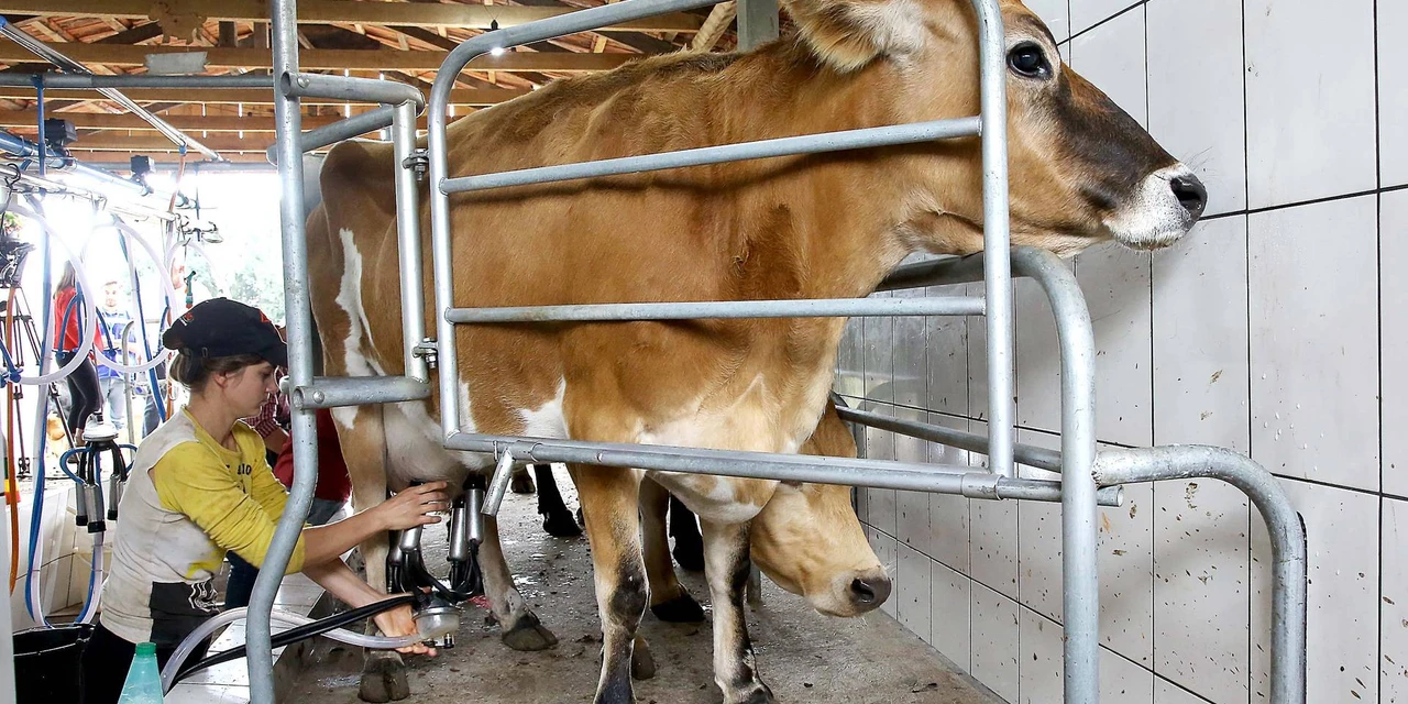 Preço do leite pago aos produtores teve redução no primeiro bimestre