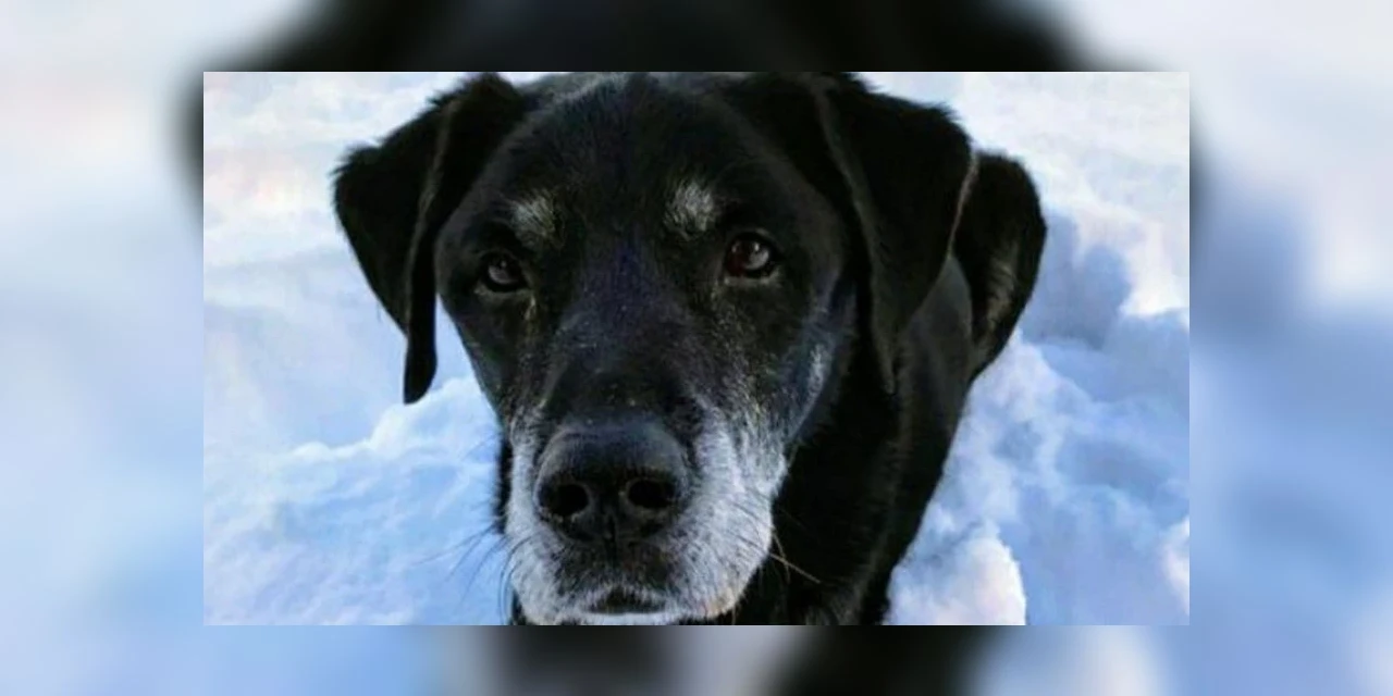 Labrador ajuda a salvar dono de 81 anos de afogamento
