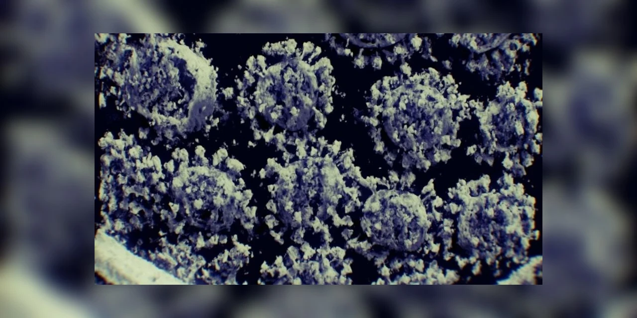 O que se sabe sobre a variante brasileira do novo coronavírus?