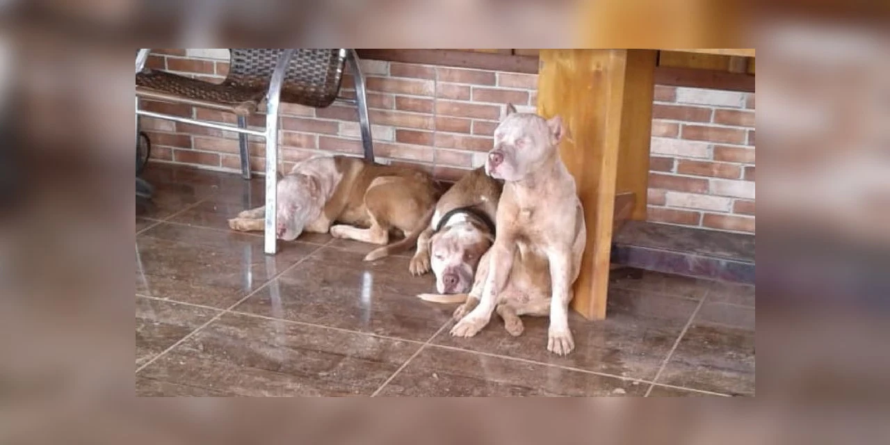 Homem morre ao ser atacado por sete pitbulls no Paraná