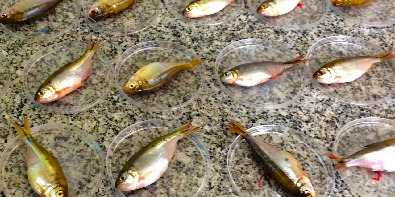 Pesquisadores da UEPG encontram agrotóxicos ilegais em peixes do Alagados