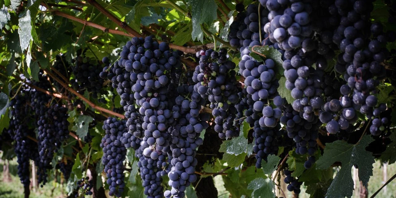 Vinhos & Viagens: Colheita da uva deve passar de 800 mil toneladas no RS