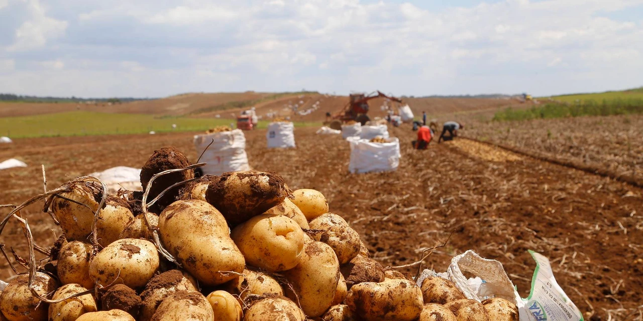 Paraná é o segundo maior produtor de batata do País