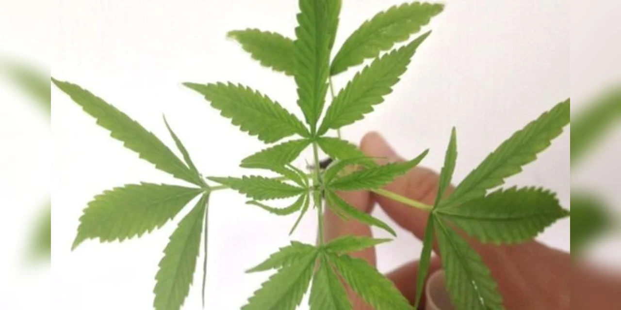 Congresso do México aprova lei que legaliza a maconha