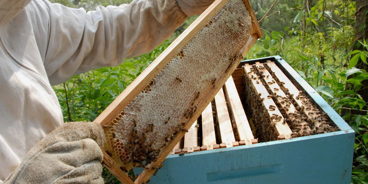 Paraná inicia 2021 como segundo maior exportador de mel in natura