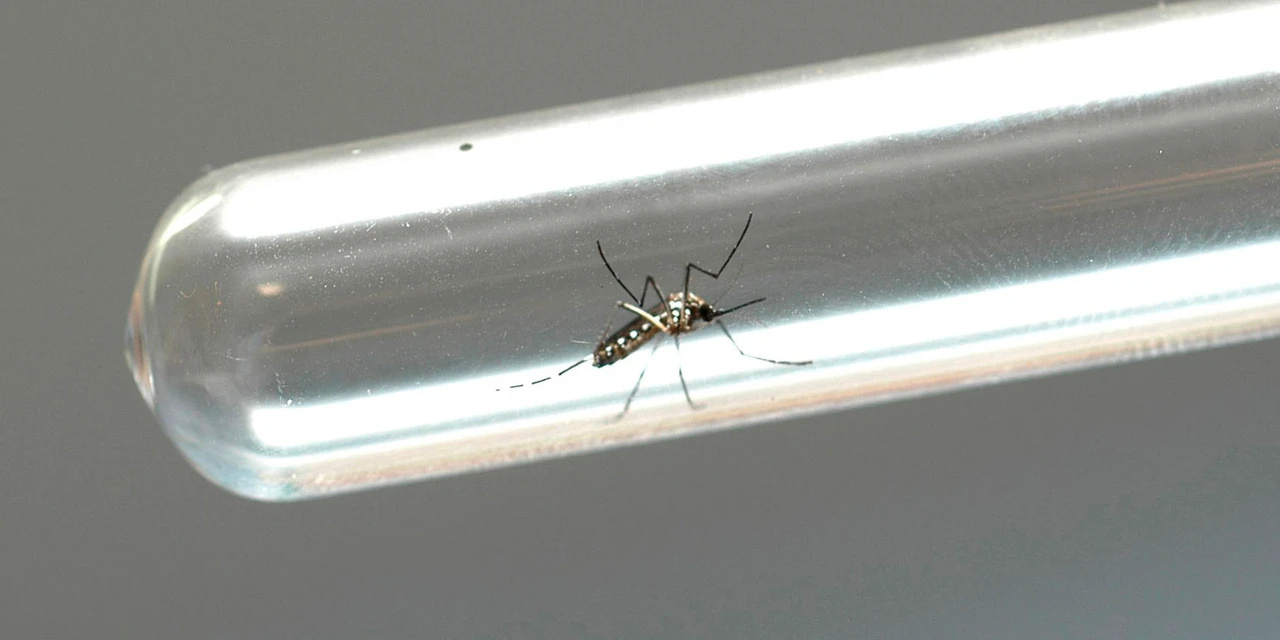 Informe semanal da dengue confirma nove casos em PG