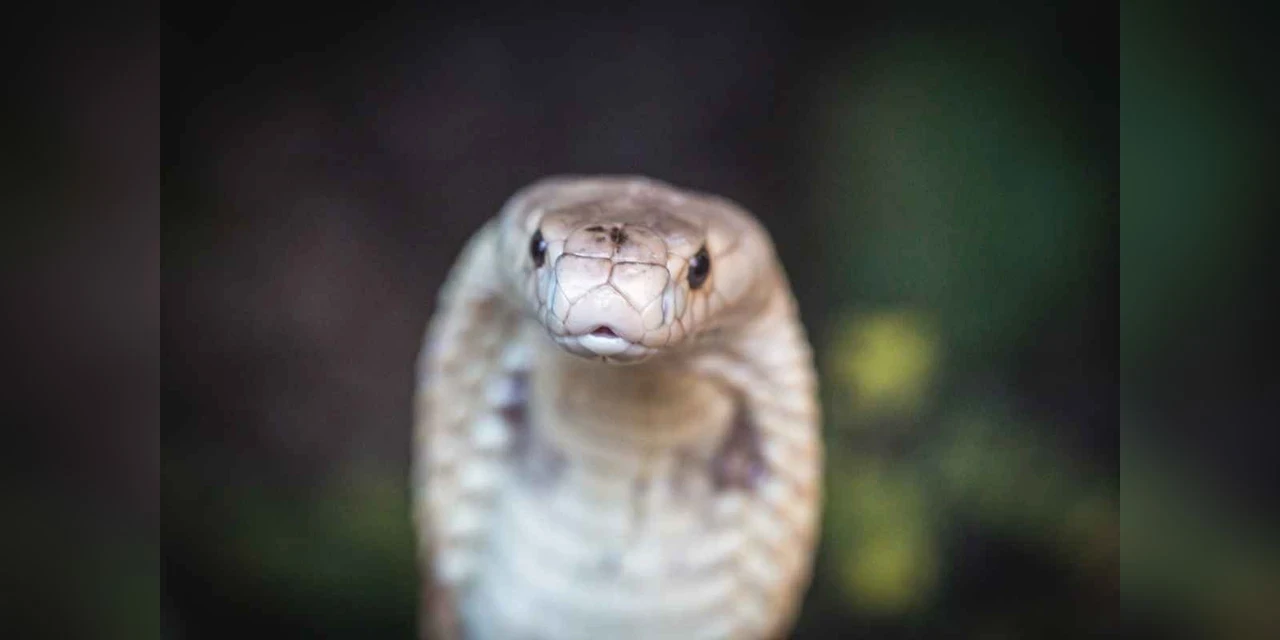 Casal viaja entre Matinhos e Curitiba com cobra no carro sem perceber