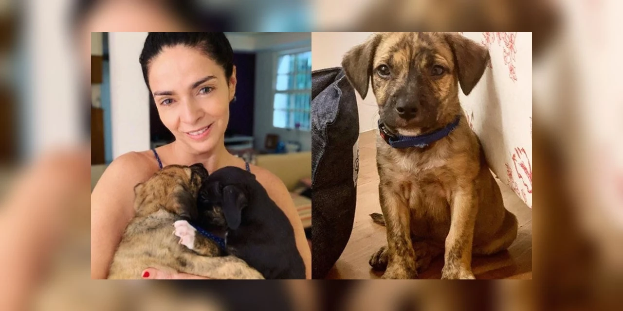 Atriz que adotou cães decidiu devolver e agora animais estão em depressão em abrigo aguardando adoção