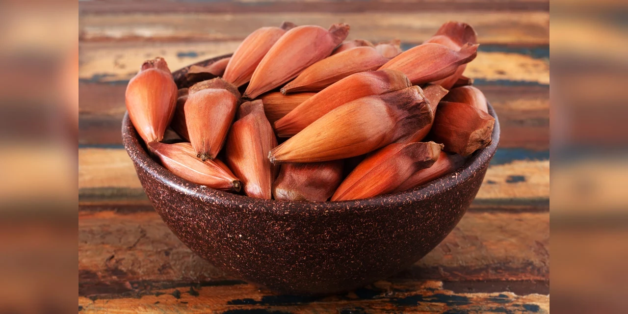 Tá chegando a hora! Colheita, transporte e comércio de pinhão estão liberados a partir desta quinta (1)