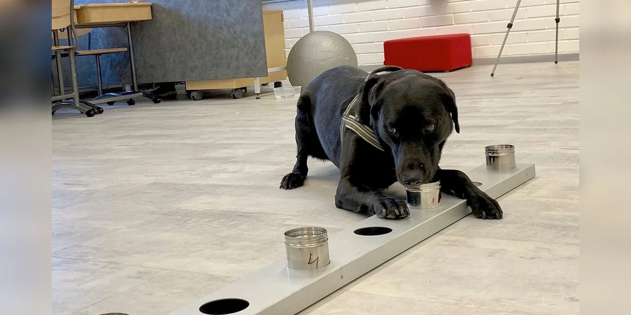 Rússia registra primeira vacina do mundo contra COVID-19 para animais