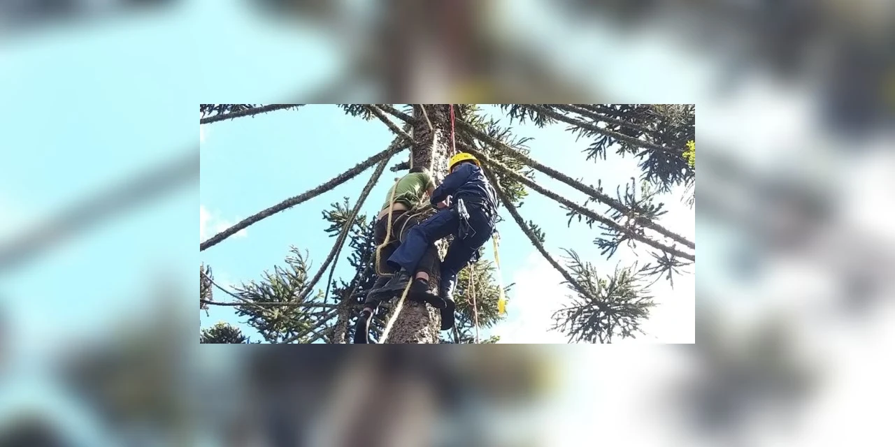 Jovem sobe em árvore para colher pinhão mas, na hora de descer, liga para o Corpo de Bombeiros e pede socorro