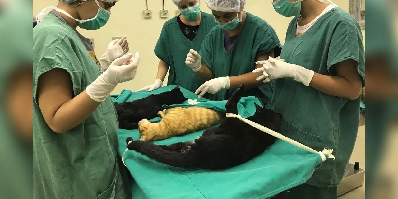 Cirurgias veterinárias podem ser suspensas para reduzir uso de insumos