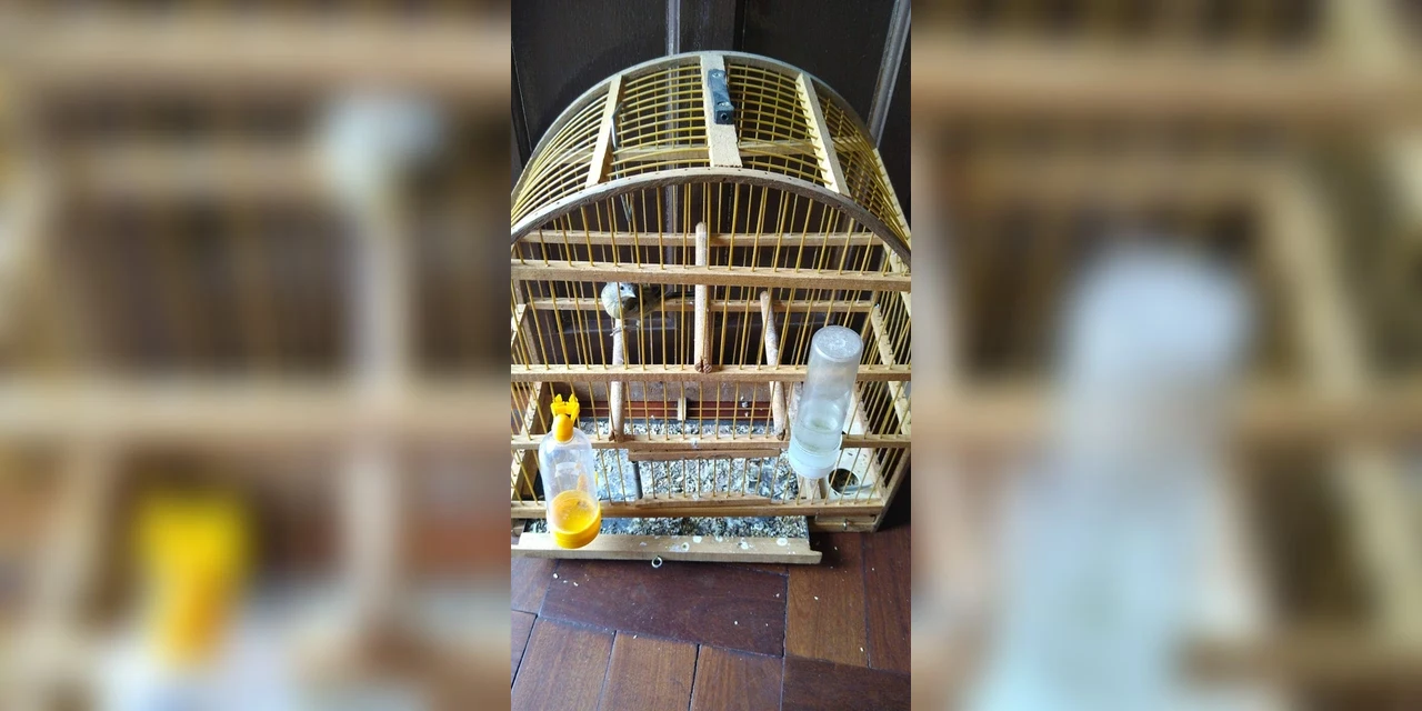 Crime: Jovem é detido por manter pássaro silvestre em cativeiro nos Campos Gerais