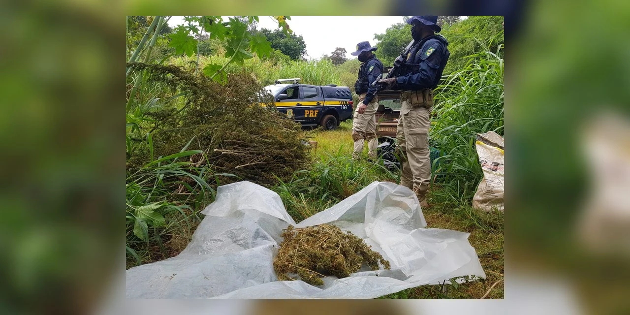 Vídeo: Após perseguição, PRF descobre galpão de plantação de maconha no Paraná