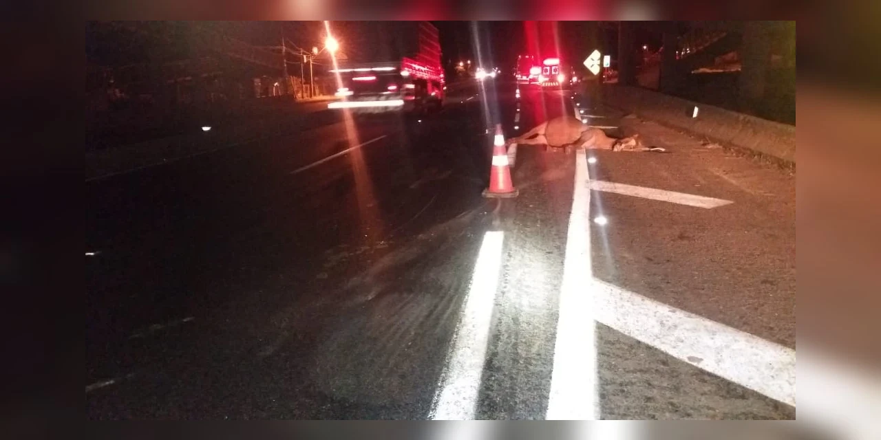Acidente na Souza Naves deixa motociclista ferido e duas éguas mortas