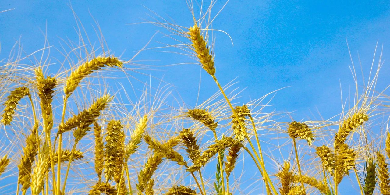 Agronegócio no Paraná: Ritmo do plantio de trigo é lento, mas expectativa é de produtividade grande