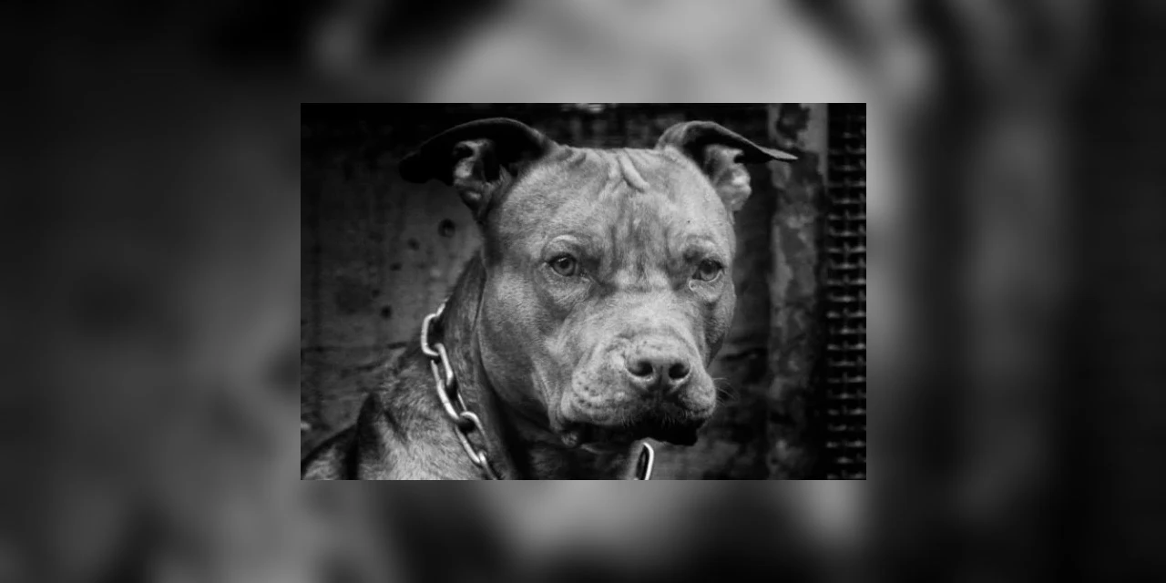 Pit-bull ataca crianças, mata uma e é abatido pela PM